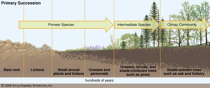 Primary succession