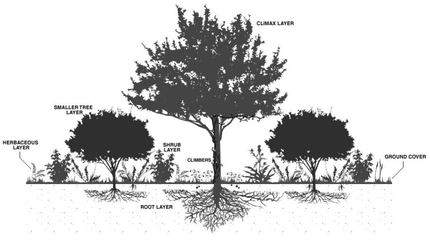 Vegetation layers